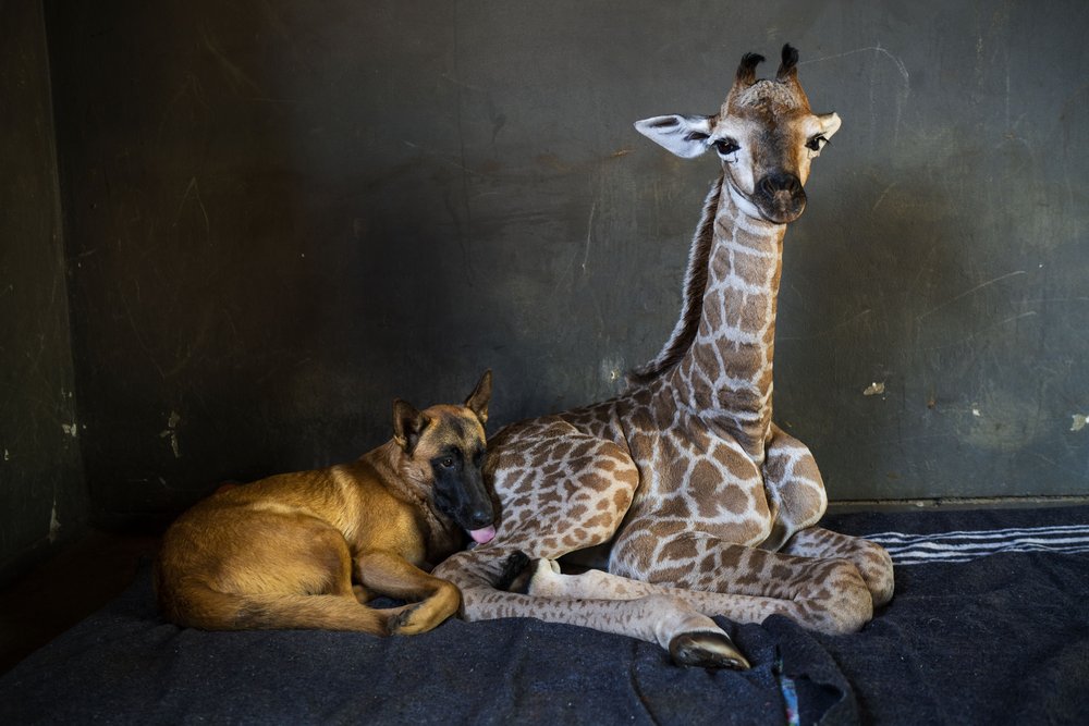 Dog befriends baby giraffe after abandoned in South Africa