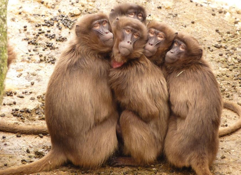 Monkeys: Nature's Playful Wonders and the Battle for Their Survival