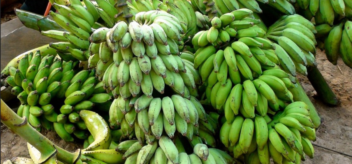 Demand for banning import of Indian bananas