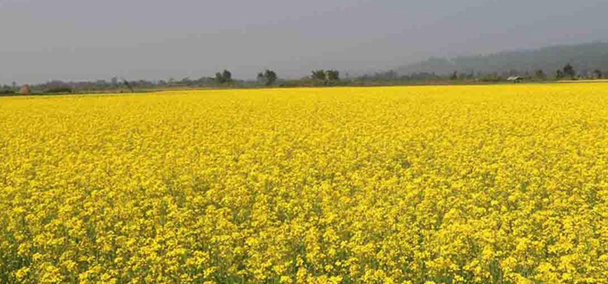Technicians reach mustard fields to control insect infestation