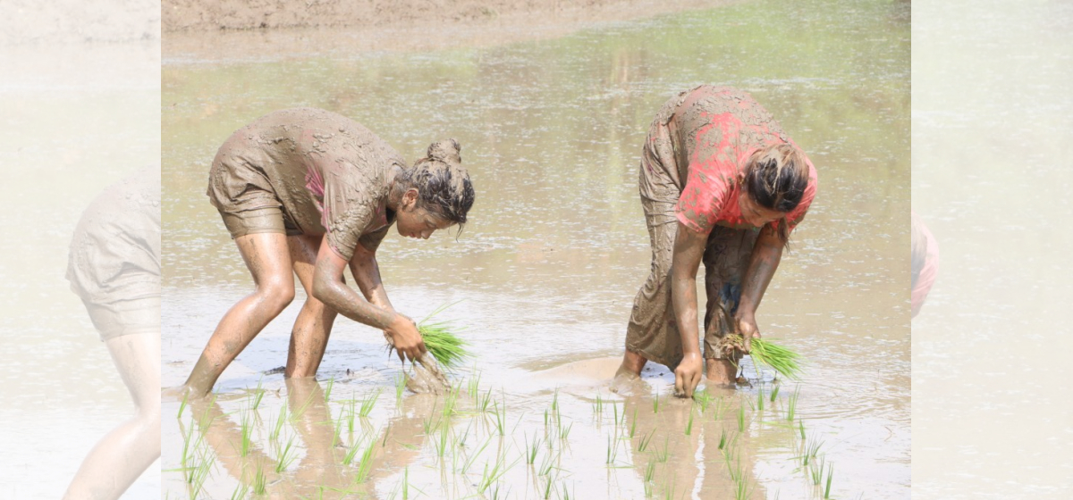 Delayed monsoon makes farmers unable to transplant paddy