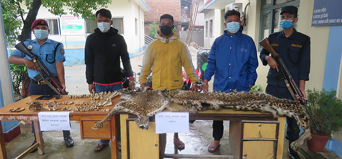 Three arrested with tiger hides, bones