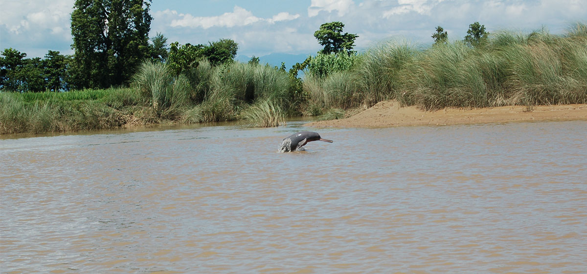 Kailali sees increase in the number of Dolphins