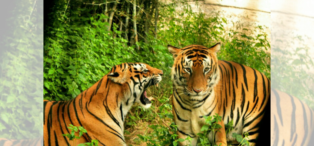 Four tigers released back into the wild