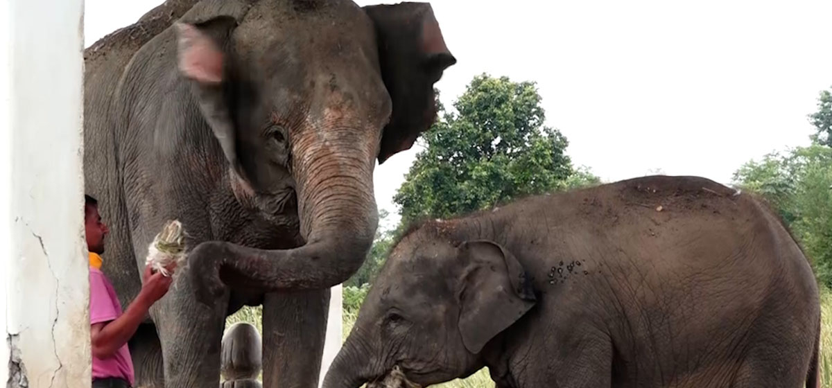 41 elephants born at breeding center since its establishment