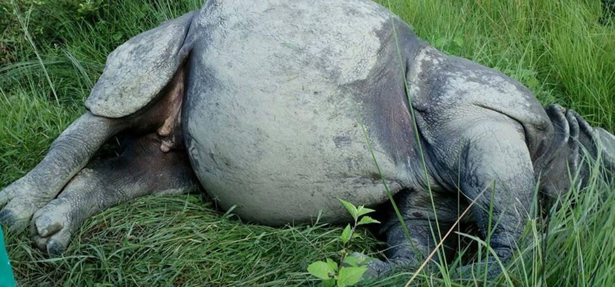 One-month-old rhino found dead in Chitwan