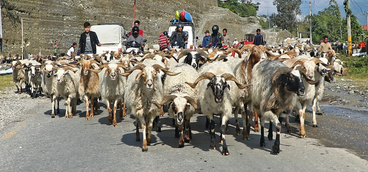 Himalayan goats being brought to Kathmandu from Darchula for Dashain