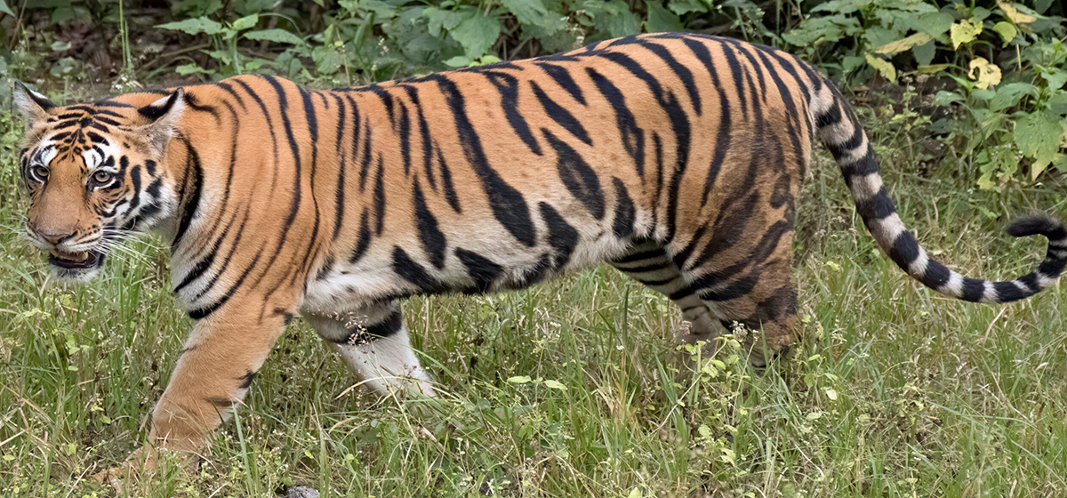 Two women killed in tiger attack in Bardiya