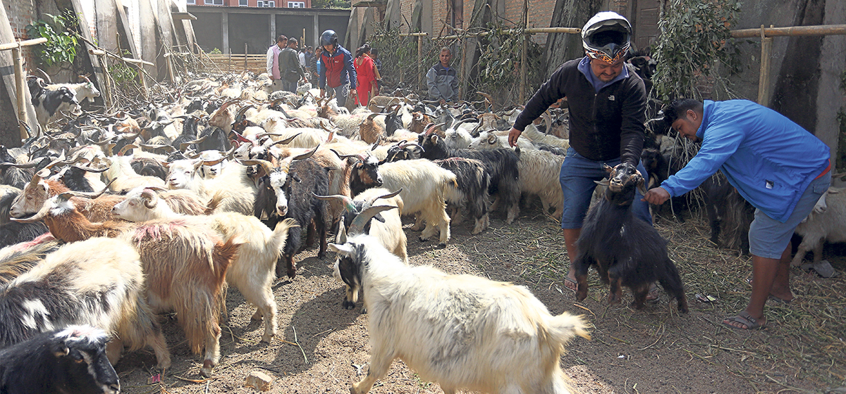 70,000 goats ready for sale this Dashain