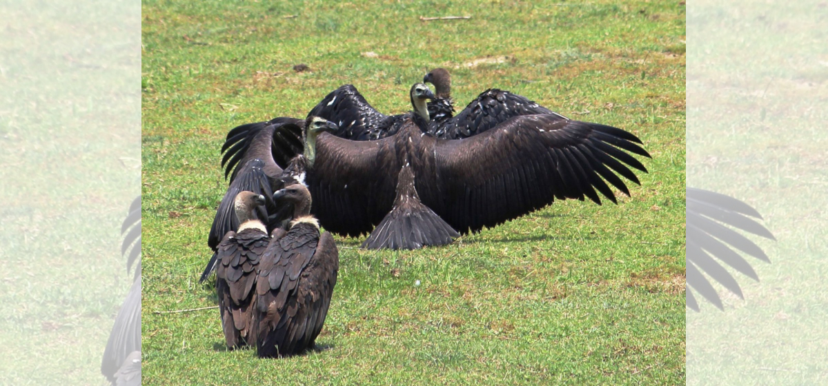 Vulture breeding center at CNP to close down