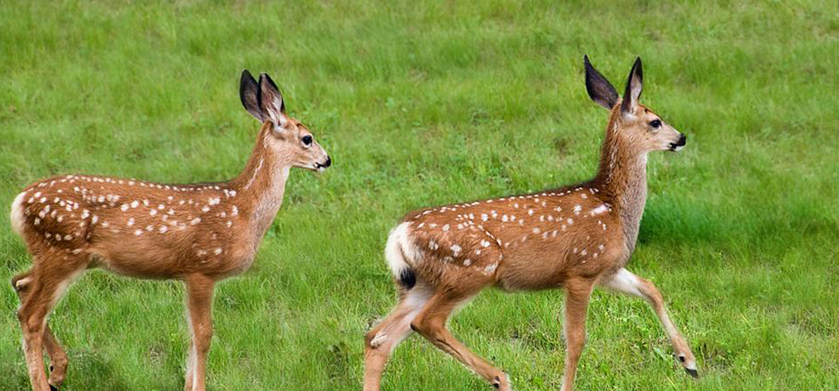 Deer at Dhorpatan Hunting Reserve dies due to severe cold