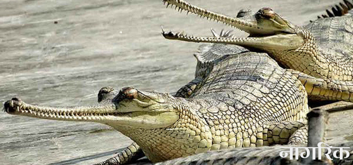 52 crocodiles released into rivers