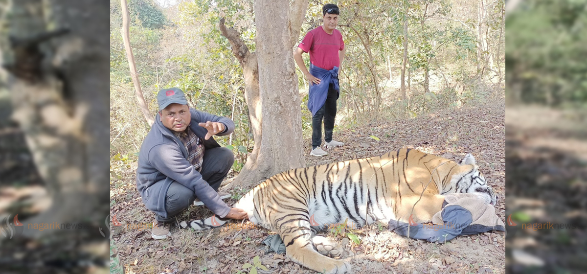 Man-eating tiger taken under control