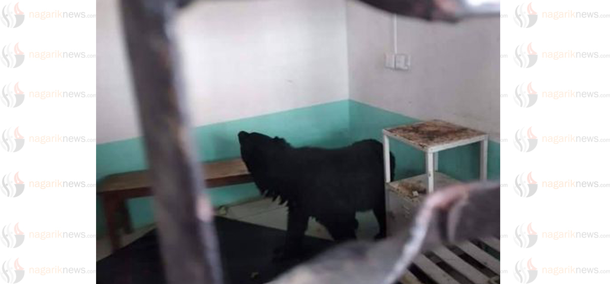 Bear strays into hospital ward in Taplejung