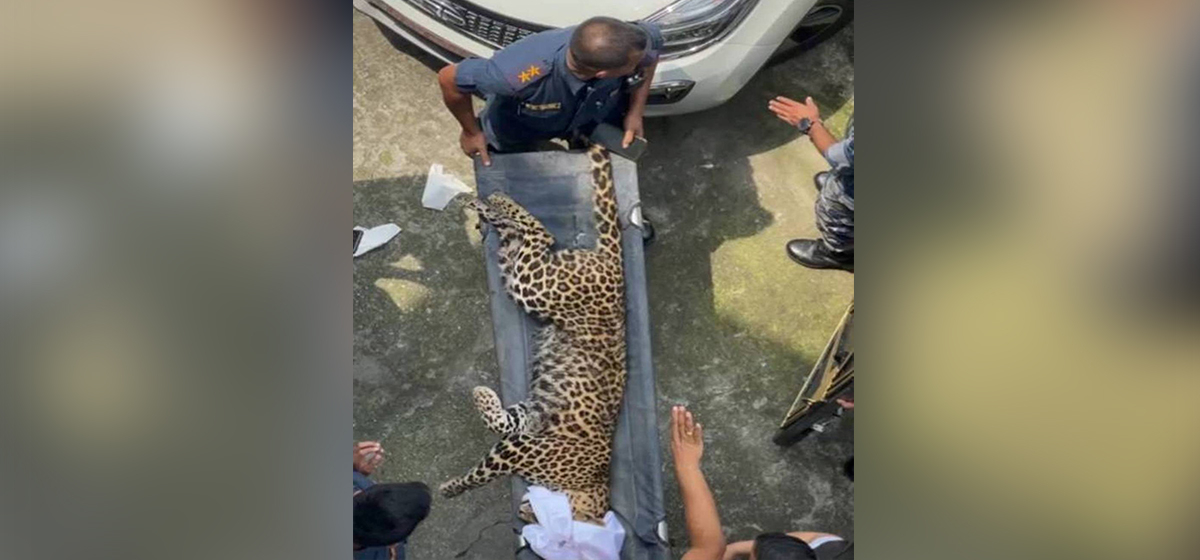 Leopard taken under control after six and a half hours