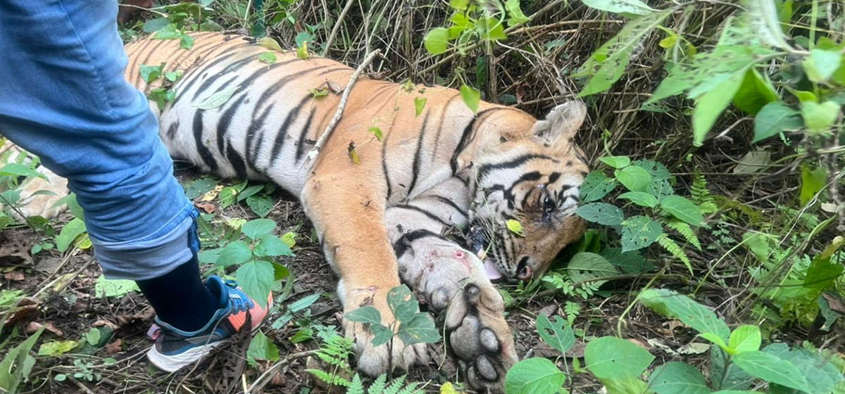 Tiger found dead in Bardghat Susta East