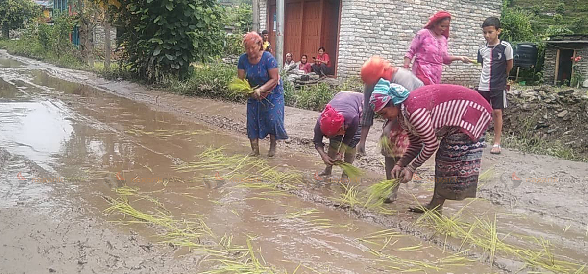 Locals plant rice on muddy road as a protest against govt apathy to maintain the road in Myagdi