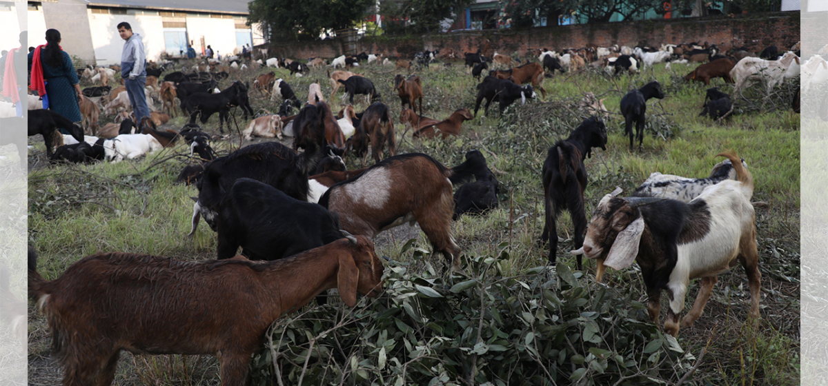 Karnali Province earns Rs 600 million by exporting over 50,000 goats