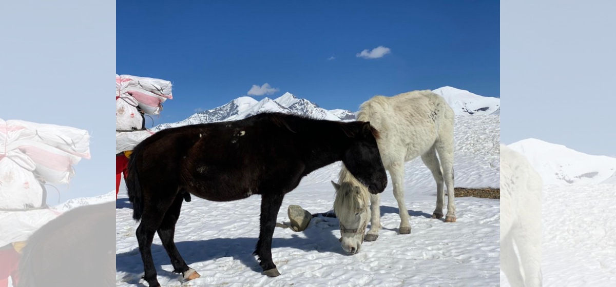Horses wait for rescue since 38 days in Dhaulagiri Base Camp