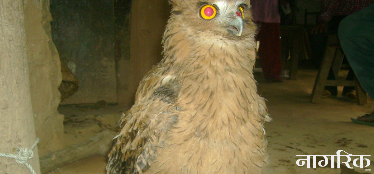 Huchil, an endangered species of eagle-owl, faces extinction