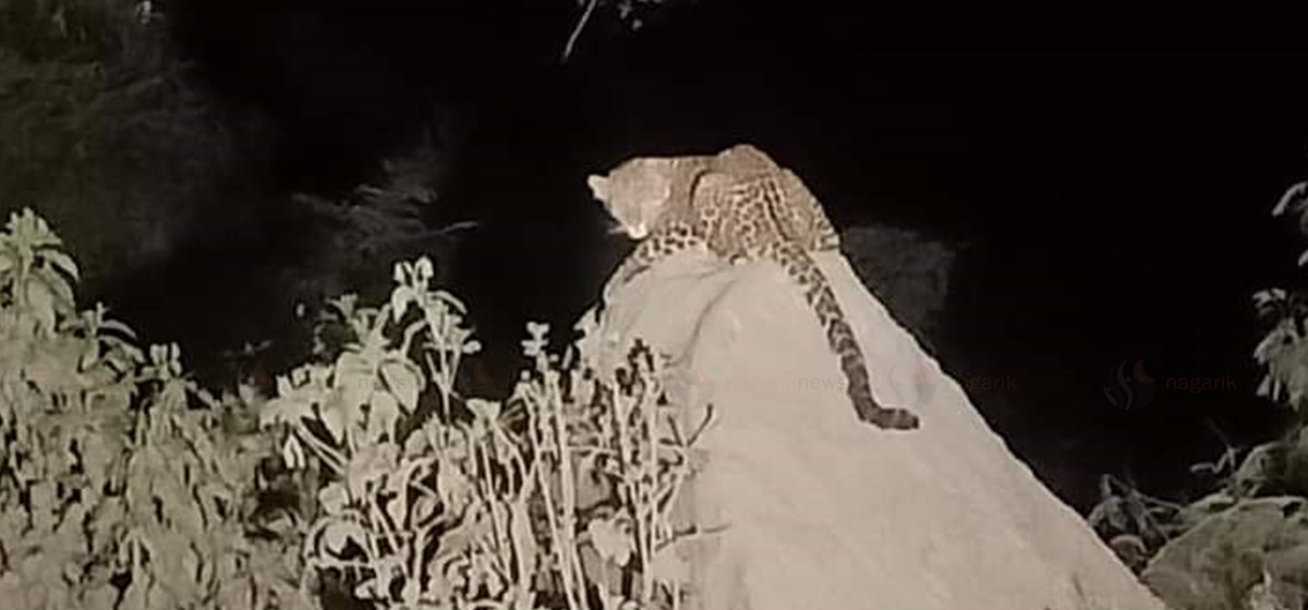 Leopards spotted in Kalikot district