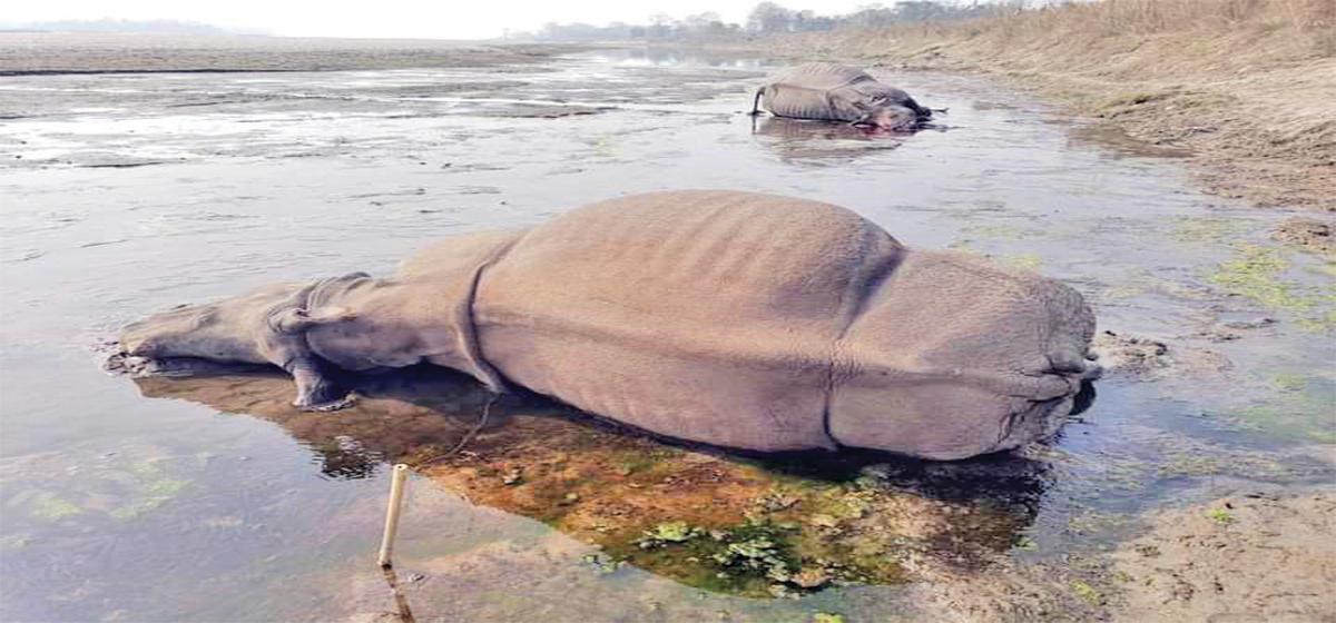 Smugglers kill two rhinos in CNP