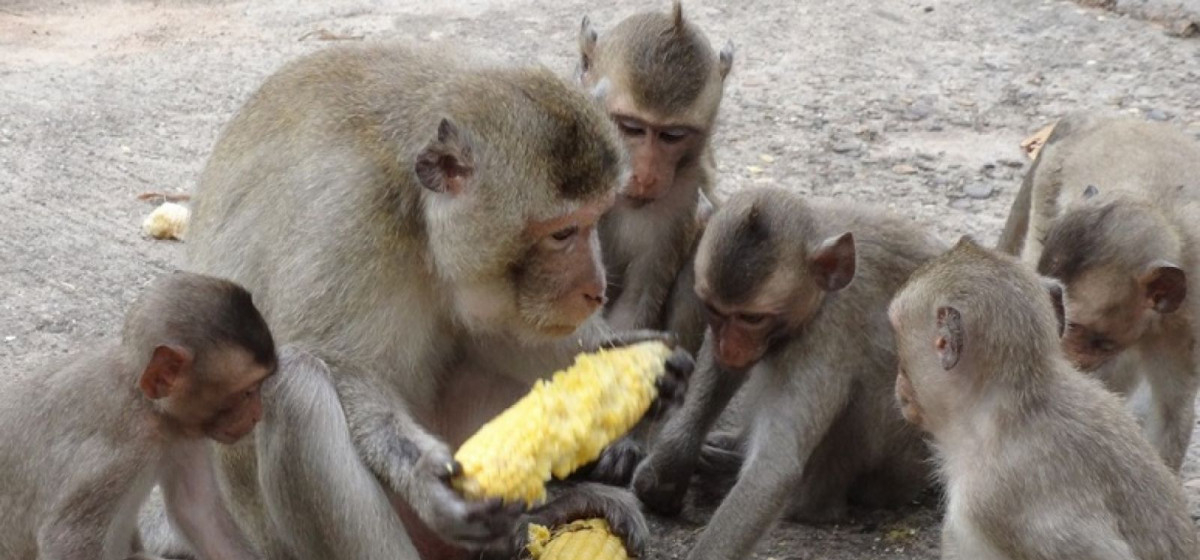 Nepali parliamentary delegation in India to learn about monkey culling