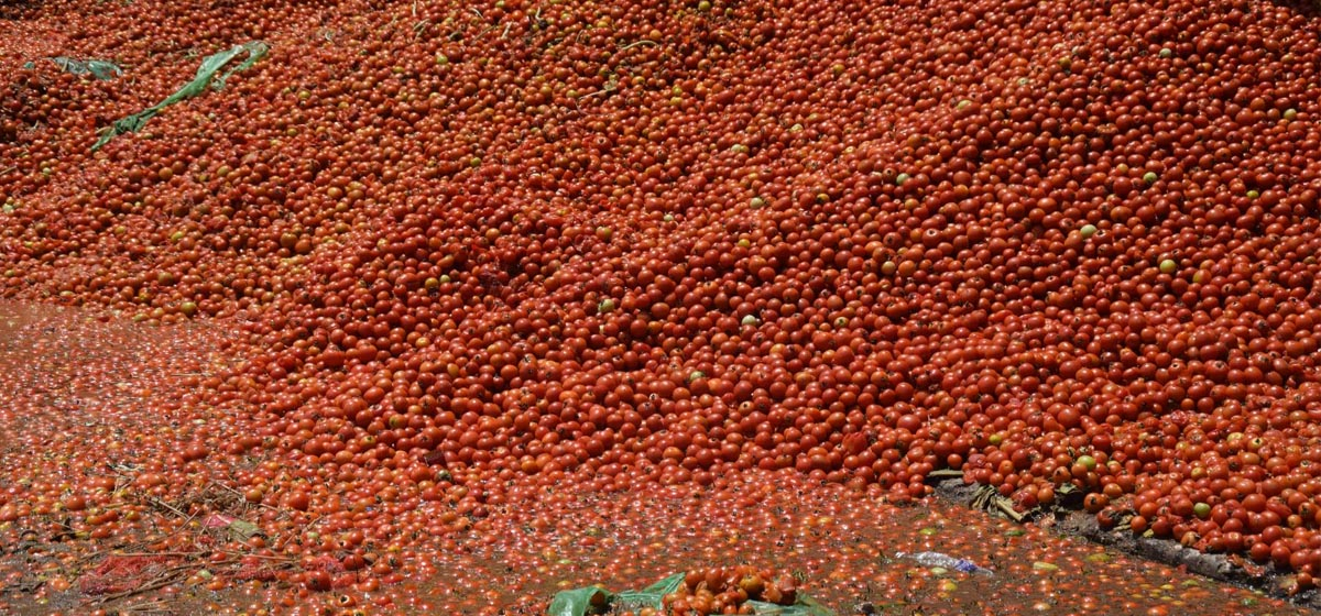Farmers fail to sell tomatoes priced at Rs 4 per kg, dump over 92,000 kg in Kalimati (Photo Feature)