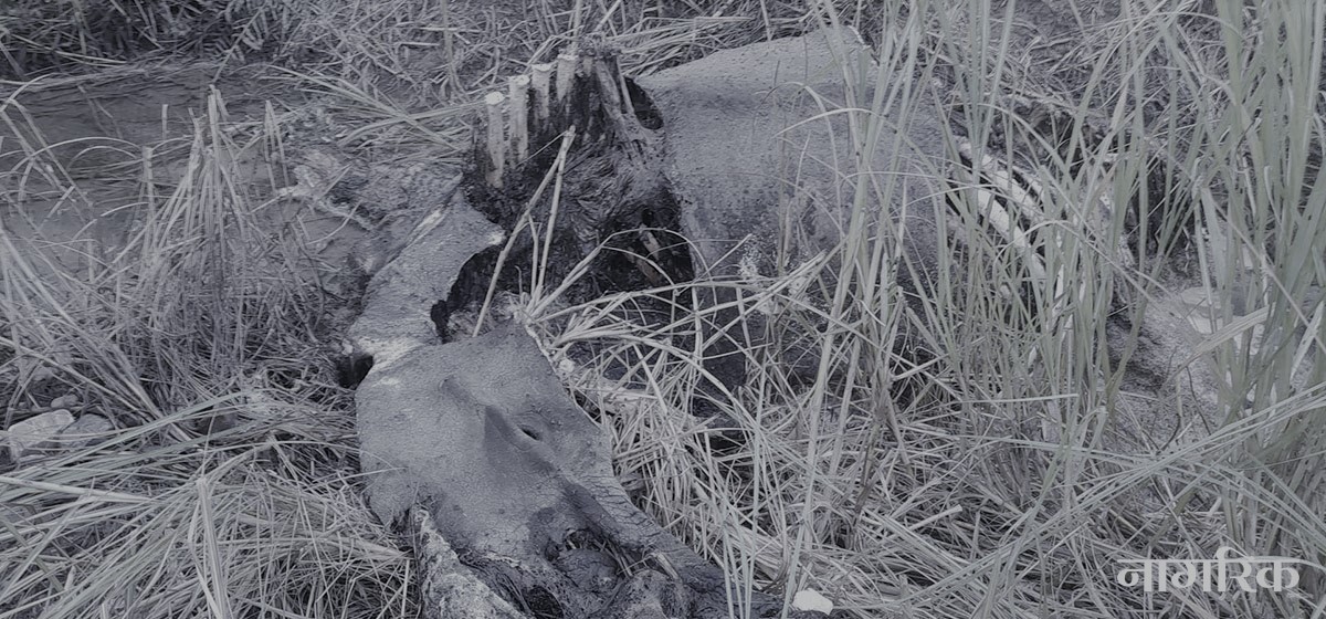 Mysterious death of rhino sparks increased patrols and demands for action in Parsa National Park