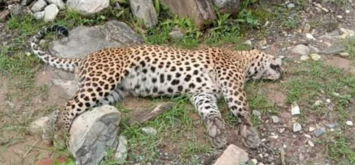 Leopard found dead in Darchula