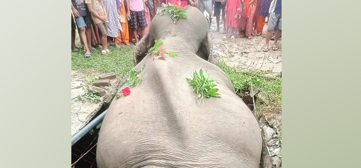 Elephant found dead in Kanchanpur