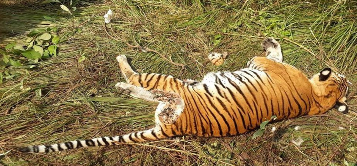 Royal Bengal tiger found dead