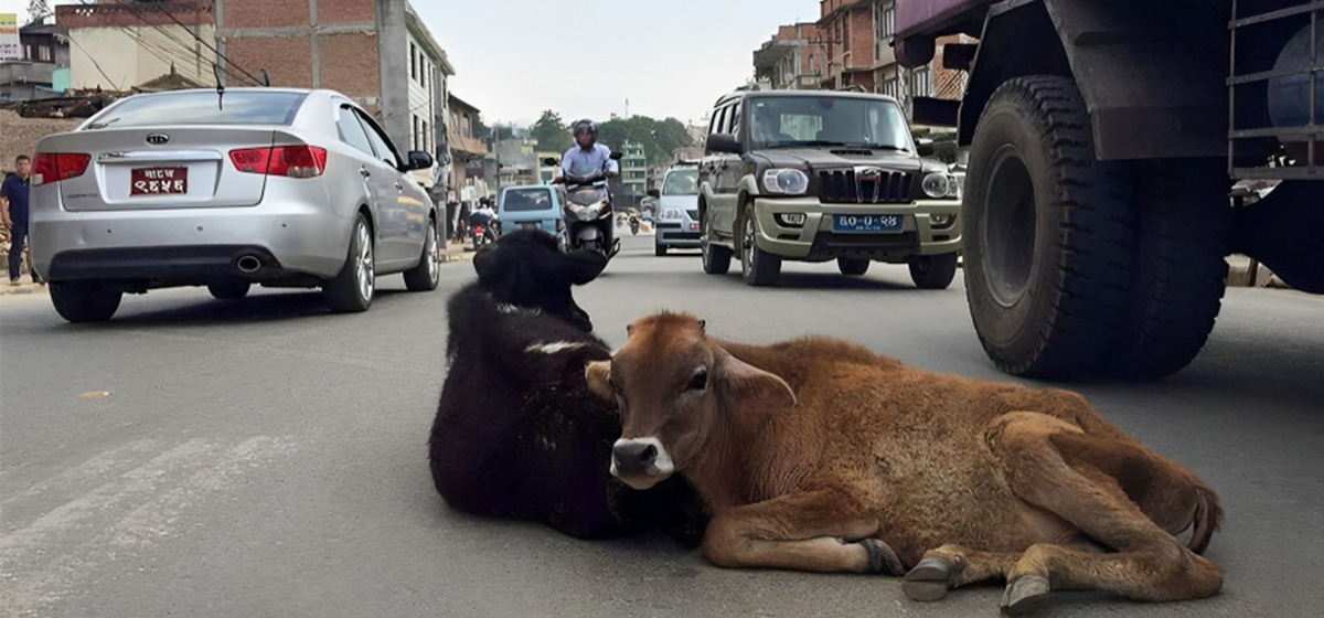 KMC to manage stray cattle in Dakshinkali-based 'Kanji House'