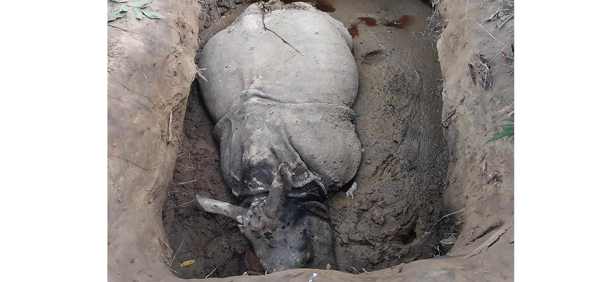 Smugglers kill two rhinos in Chitwan National Park