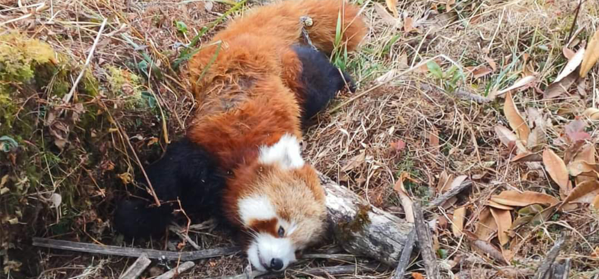 Female red panda found dead