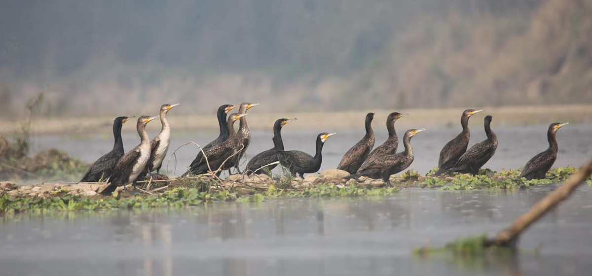Bird census begins in Chitwan