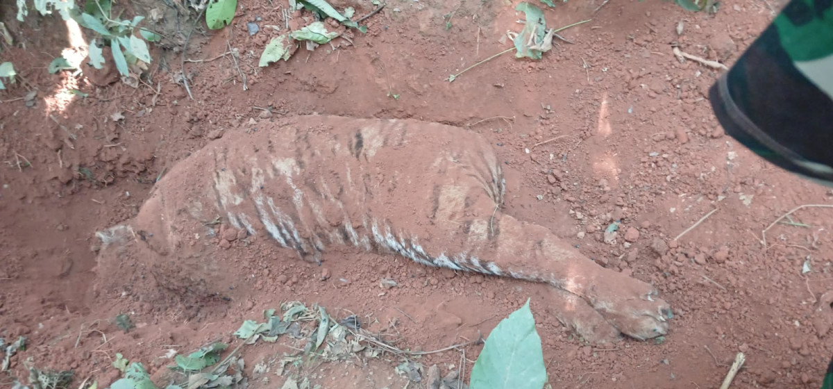 Tiger found dead and buried in Madhyabindu Municipality of Nawalparasi