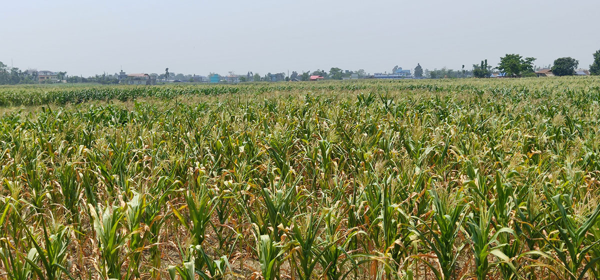 Drought drying up maize crops