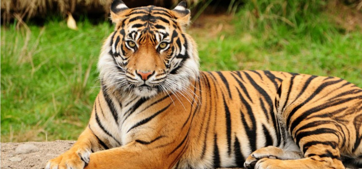 Search for man-eating tiger starts using drone cameras and elephants ...