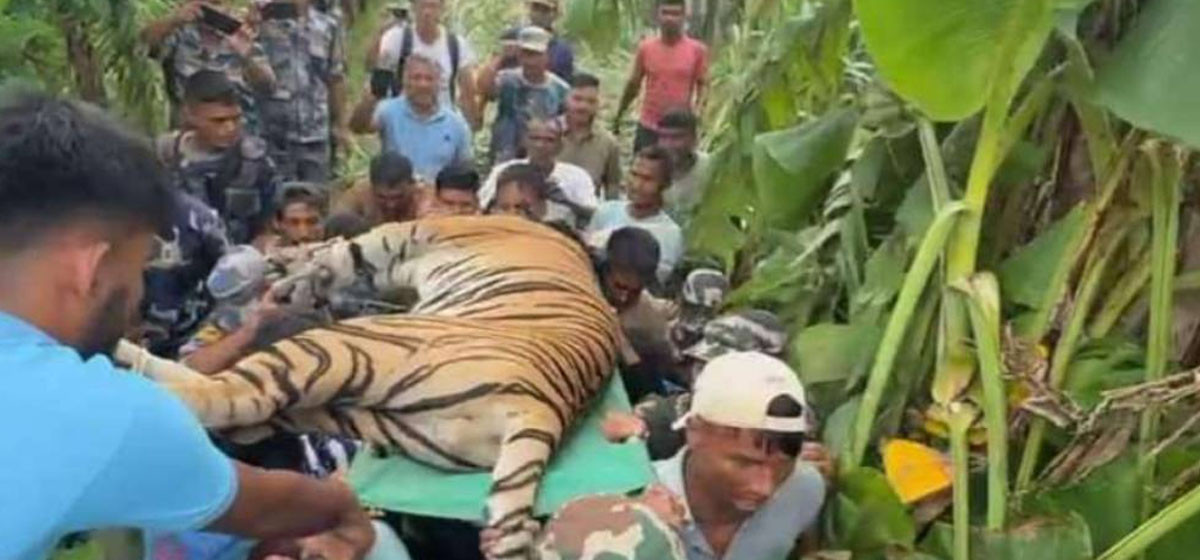 Man-eating tiger under control in Kanchanpur