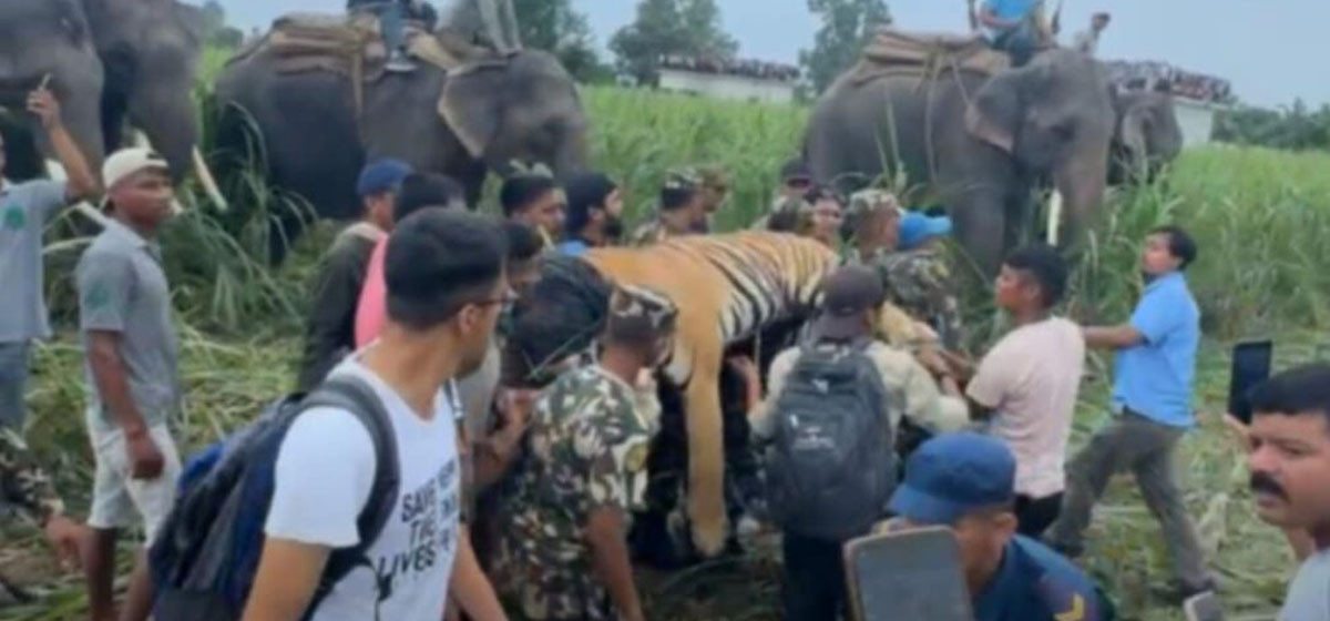 Injured man-eater Royal Bengal tiger relocated to Bardiya