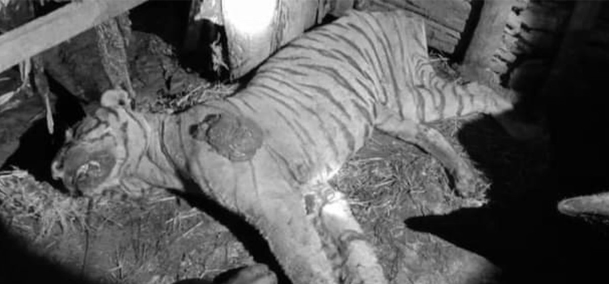 Tiger killed by domestic buffalo in Makawanpur!