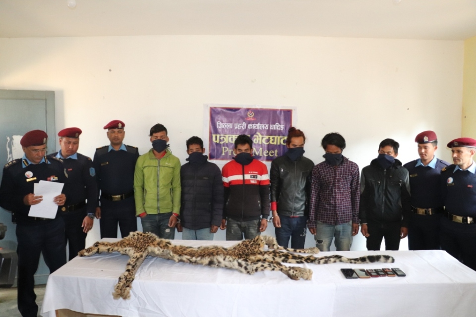 Six persons arrested on charge of smuggling tiger skins in Dhading