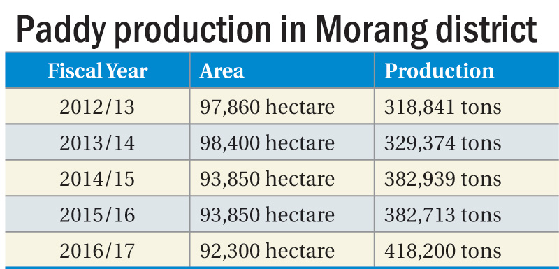 Paddy production in Morang highest in five years