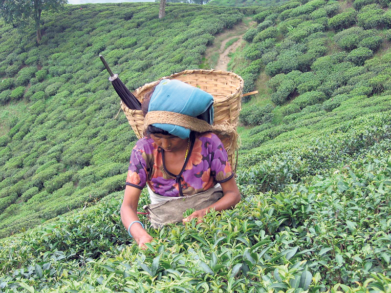 Report to address problem of tea sector gathers dust
