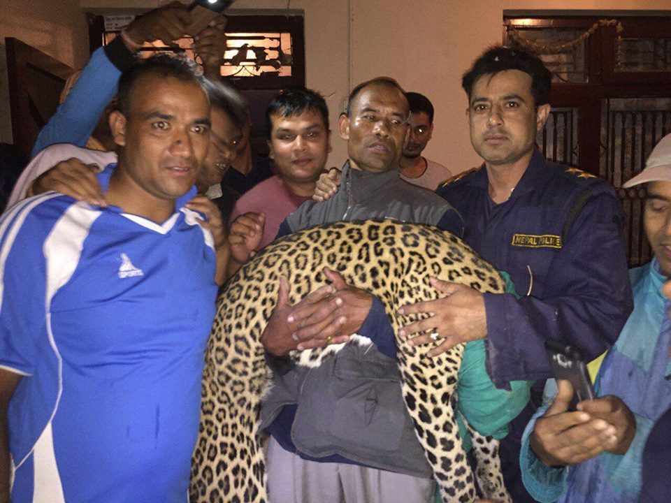 Leopard enters house in Lubhu, rescued alive