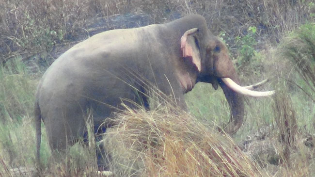 One trampled to death by elephant