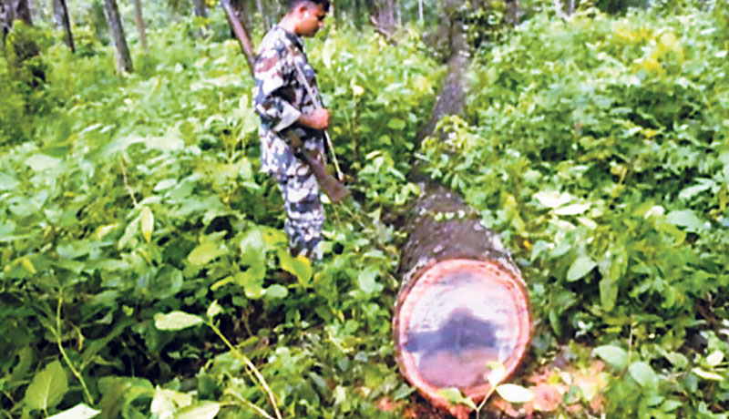 Rampant timber smuggling going unchecked