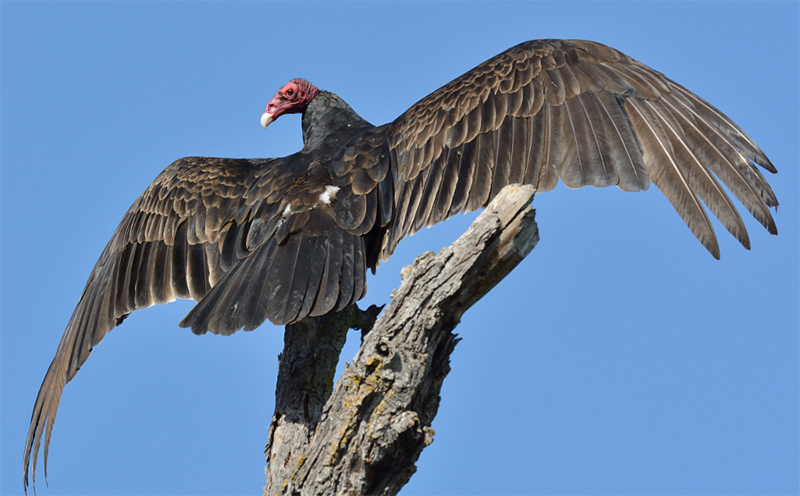Vulture count starts in ACAP vicinity