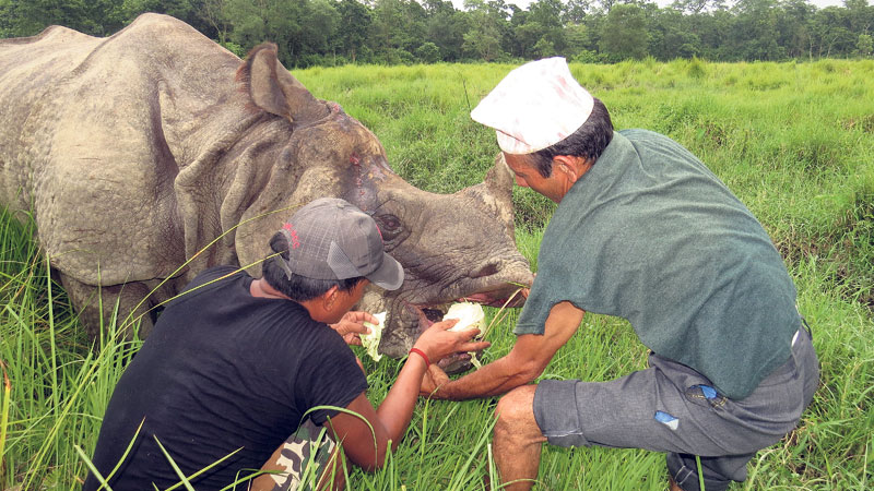 Chitwan rhino wounded by gunshots recovering